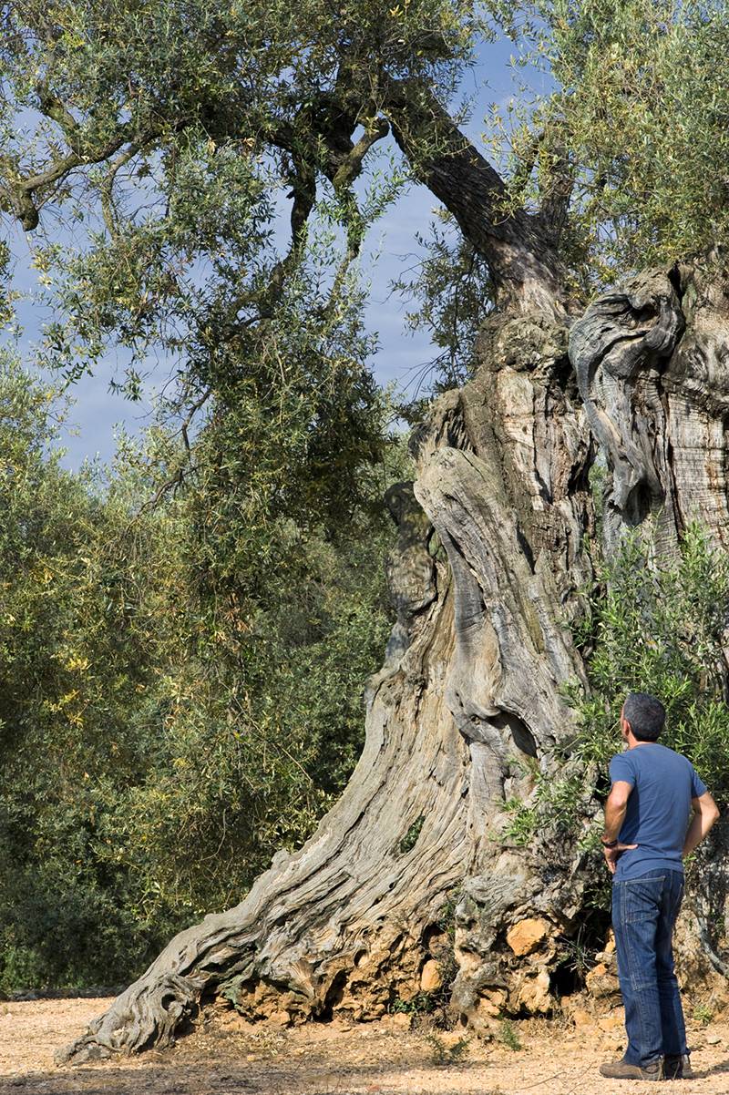 En estado salvaje, un olivo puede alcanzar los veinte metros de altura / Foto: Josep Cano