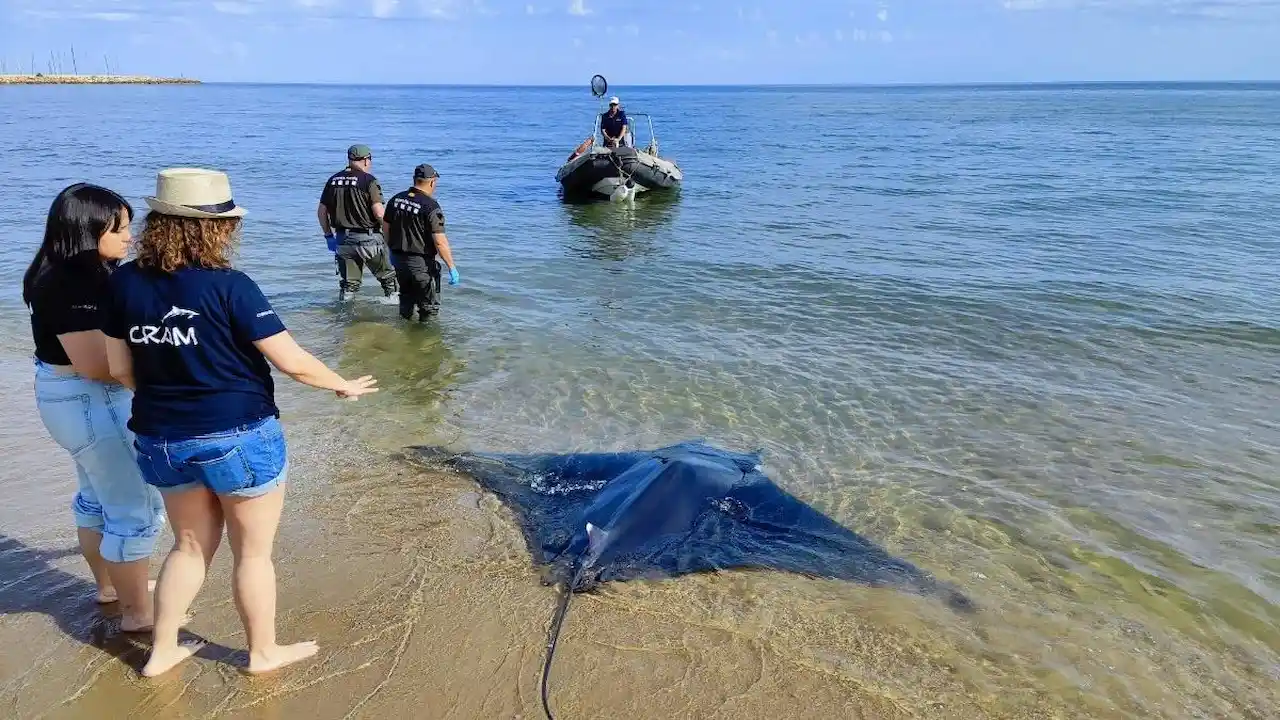 Mantarraya varada en la playa de Calafell, Tarragona. Aumento inusual de varamientos de mantas / Foto: CRAM - EP