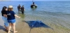 Mantarraya varada en la playa de Calafell, Tarragona. Aumento inusual de varamientos de mantas / Foto: CRAM - EP