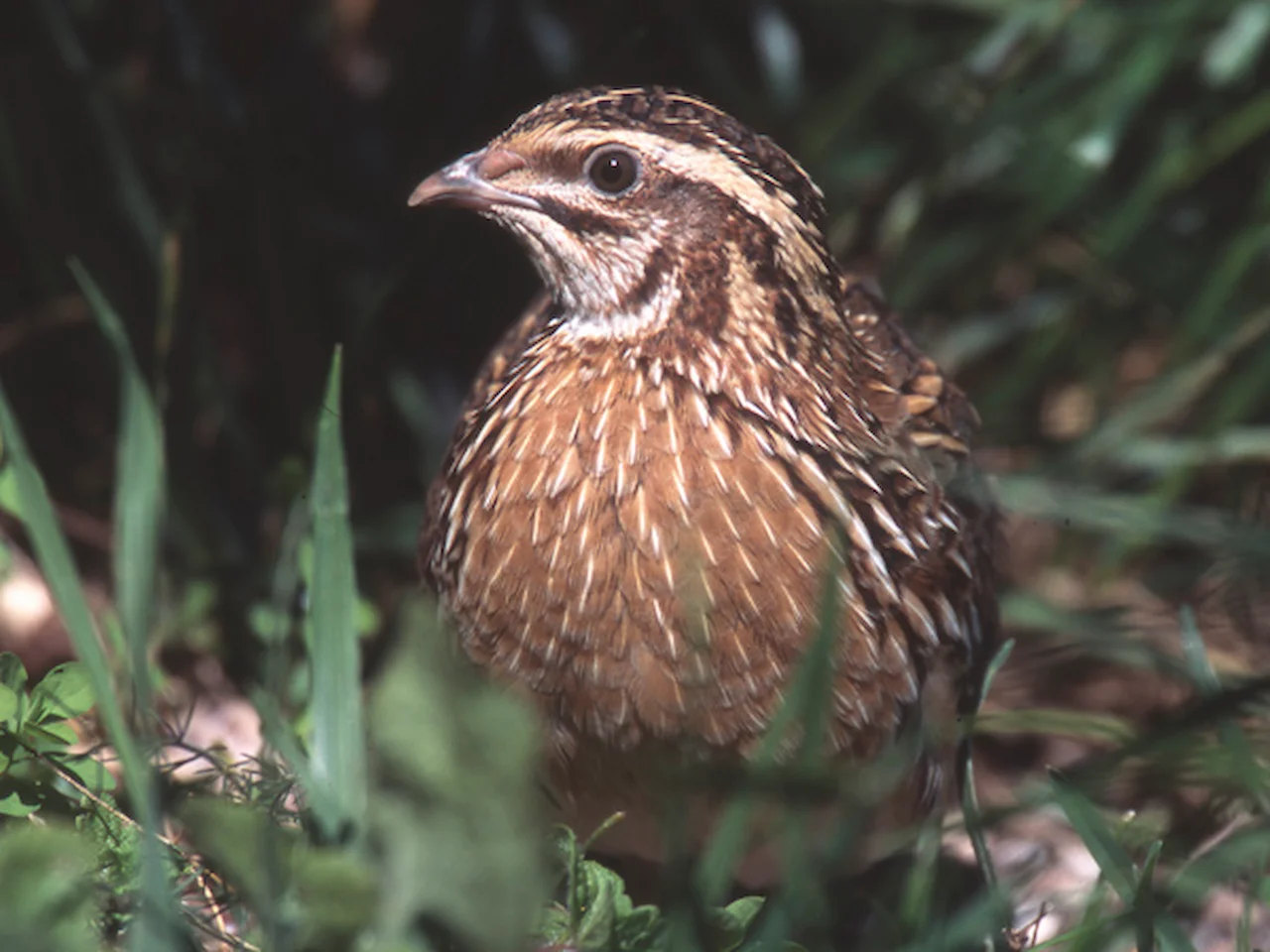 Firmas para la inclusión de la codorniz común en el Catálogo de Especies Amenazadas / Foto: Wikimedia Commons