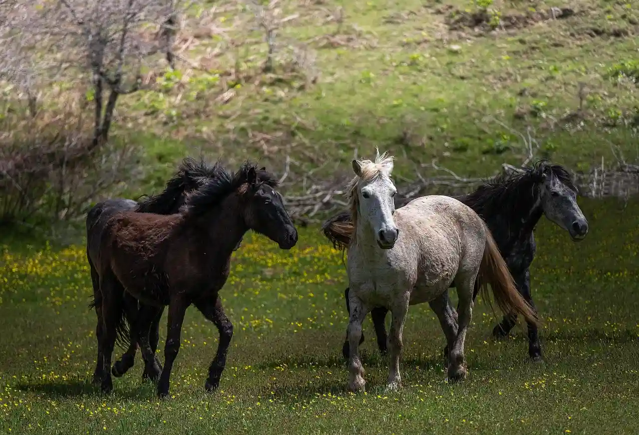 Científicos mapean las expresiones faciales de los caballos / Foto: PB