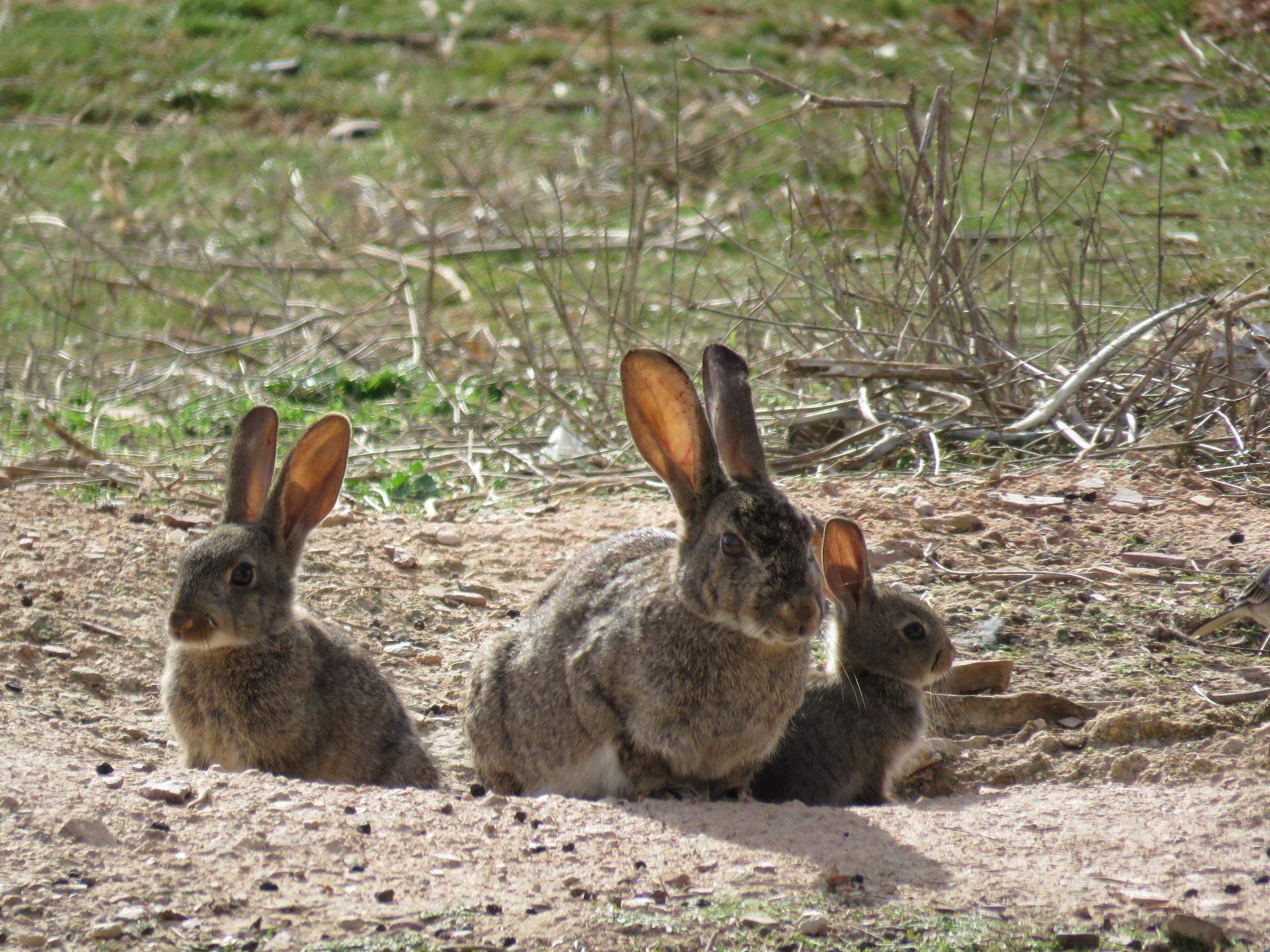 El conejo de monte tiene una enorme relevancia ecológica / Foto: WWF - EP