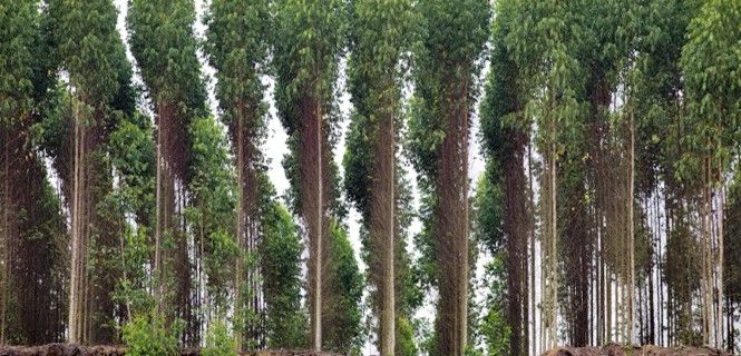 Plantación de chopos con el genoma manipulado  / Foto: Greenpeace