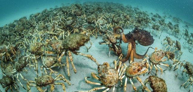 Un enorme pulpo australiano parece abrumado por la cantidad de presas con que se topa en Tasmania / Foto: Justin Gilligan - Wildlife Photographer of the Year