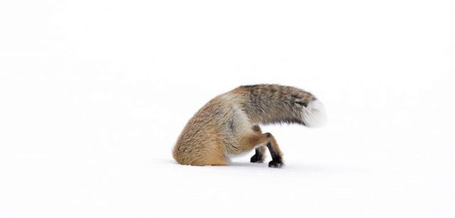 Un zorro rojo rebusca bajo la nieve en el Parque de Yellowstone (EE.UU.). La autora de la foto tiene sólo 15 años / Foto: Ashleigh Scully - Wildlife Photographer of the Year