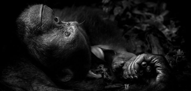 El chimpancé Totti descansa tras cortejar inútilmente a una hembra en el Parque Nacional Kibale (Uganda) / Foto: Peter Delaney - Wildlife Photographer of the Year