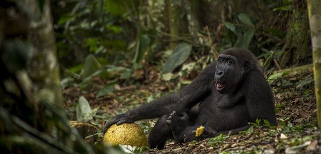 Gorila a punto de devorar una fruta del árbol del pan en el Parque Nacional Odzala (Congo). La imagen ganó el premio absoluto en categoría juvenil / Foto: Daniël Nelson - Wildlife Photographer of the Year