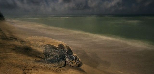 La tortuga laúd regresa al mar tras depositar sus huevos en una playa de las islas Vírgenes estadounidenses / Foto: Brian Skerry - Wildlife Photographer of the Year