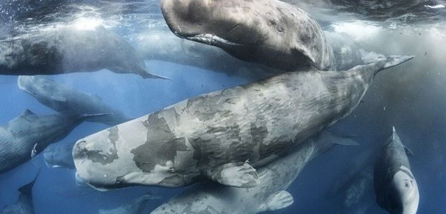 Decenas de cachalotes se frotan entre sí para liberarse mutuamente de la piel muerta en aguas de Sri Lanka / Foto: Tony Wu - Wildlife Photographer of the Year