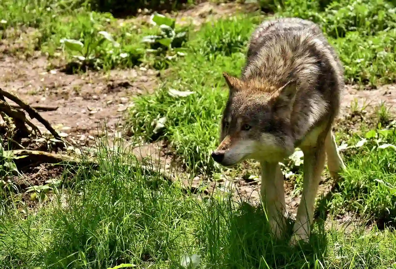 ¿Qué va a hacer la Secretaría de Estado para garantizar la protección del lobo? "En España hay menos lobos que linces" / Foto: PB