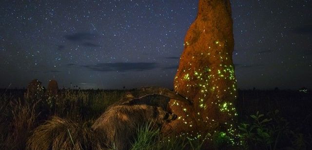 Un oso hormiguero gigante asalta un termitero iluminado por larvas luminiscentes de escarabajo en el Parque Nacional de las Emas (Brasil) / Foto: Marcio Cabral - Wildlife Photographer of the Year