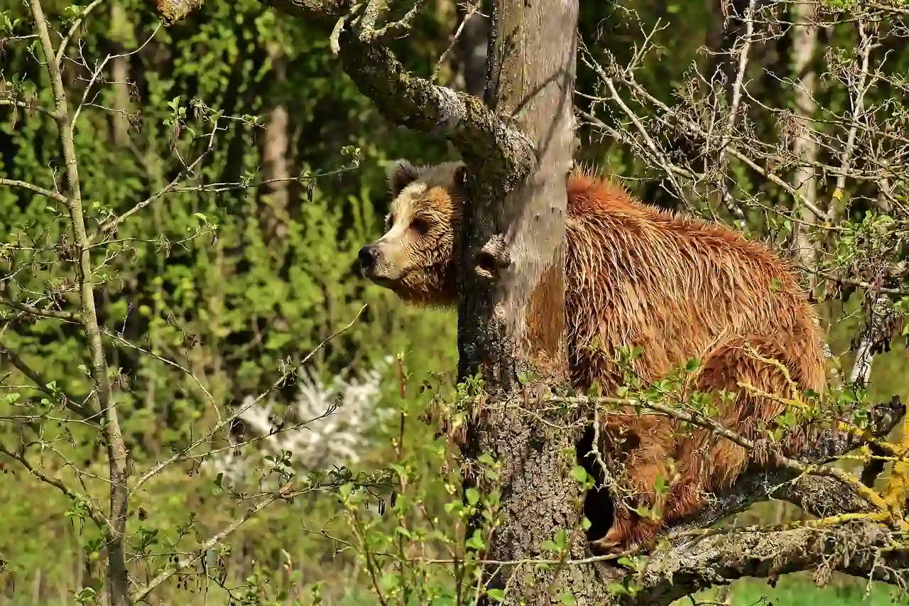 La distribución del oso pardo en Europa / Foto: PB