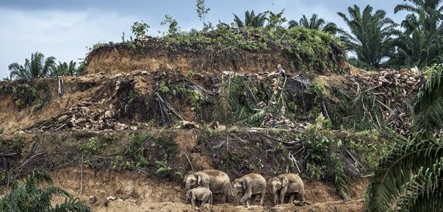 Un grupo de elefantes en una selva devastada para cultivar aceite de palma en la parta malasia de Borneo / Foto: Aaron Gekoski - Wildlife Photographer of the Year