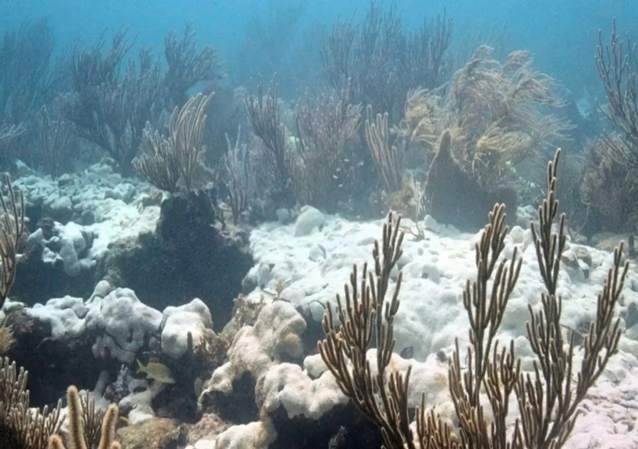 El blanqueamiento de los corales es uno de los efectos directos de las olas de calor marino / Imagen: NOAA