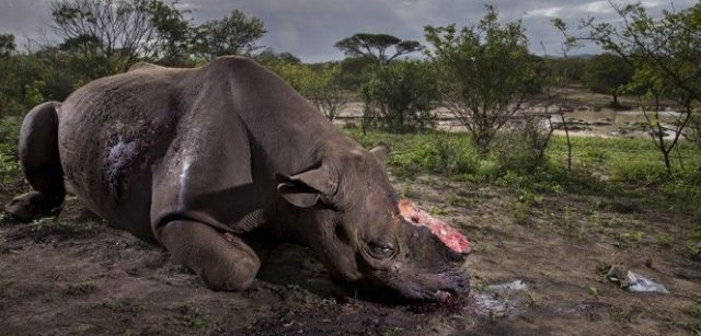 La imagen ganadora absoluta del concurso muestra a un rinoceronte negro abatido por furtivos en Suràfrica / Foto: Brent Stirton - Wildlife Photographer of the Year