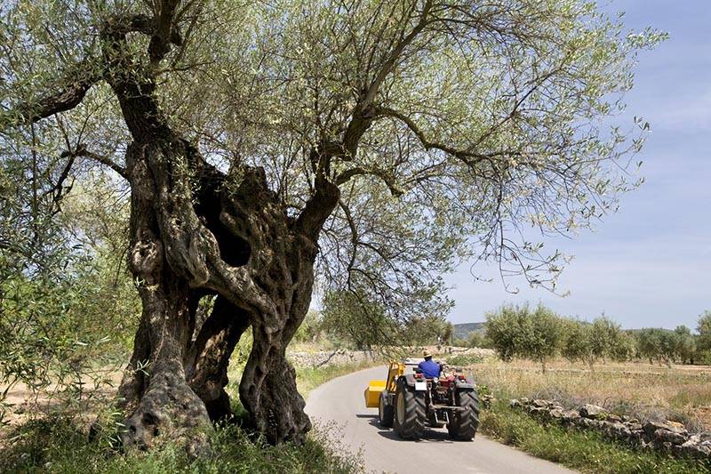 Un tractor atraviesa una de las fincas olivareras, situadas entre Cataluña, Valencia y Aragón / Foto: Josep Cano