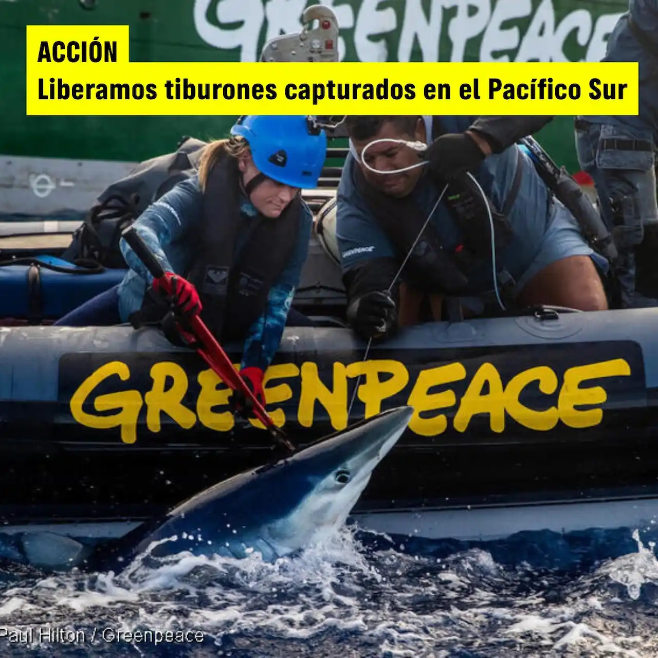 Greenpeace libera tiburones en el Pacífico Sur / Foto: Greenpeace