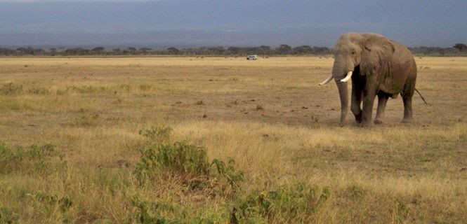 Los grandes mamíferos atraen a muchos visitantes en Kenia / Foto: Agrotravel