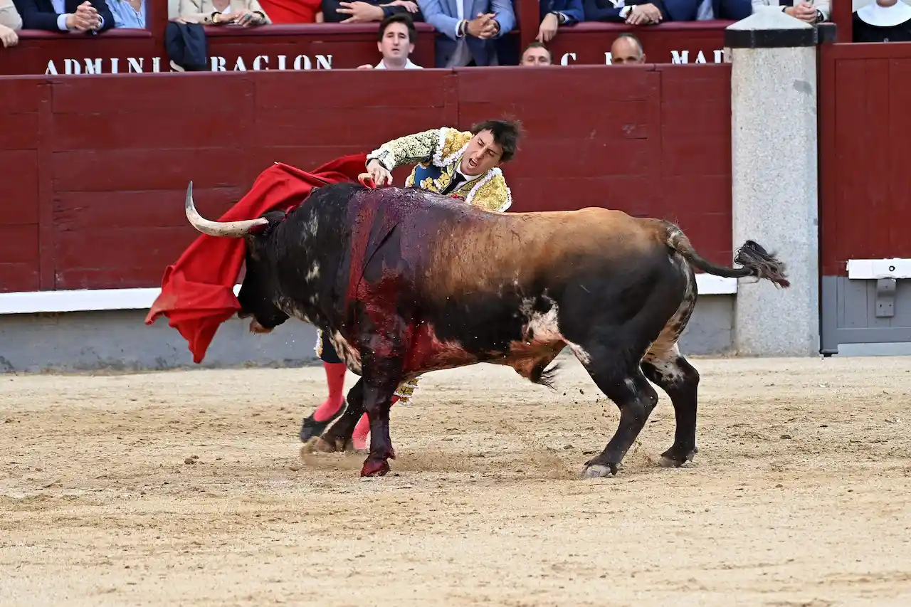 Placencia habilita "zona joven" para que niños, niñas y adolescentes en las corridas de toros / Foto: EP