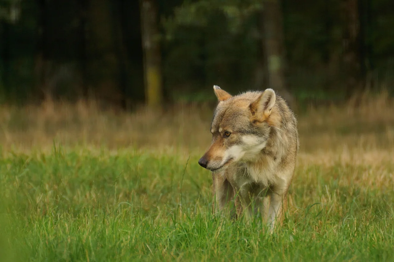 Paralizada cautelarmente el régimen de gestión del lobo de la Xunta / Foto: PB