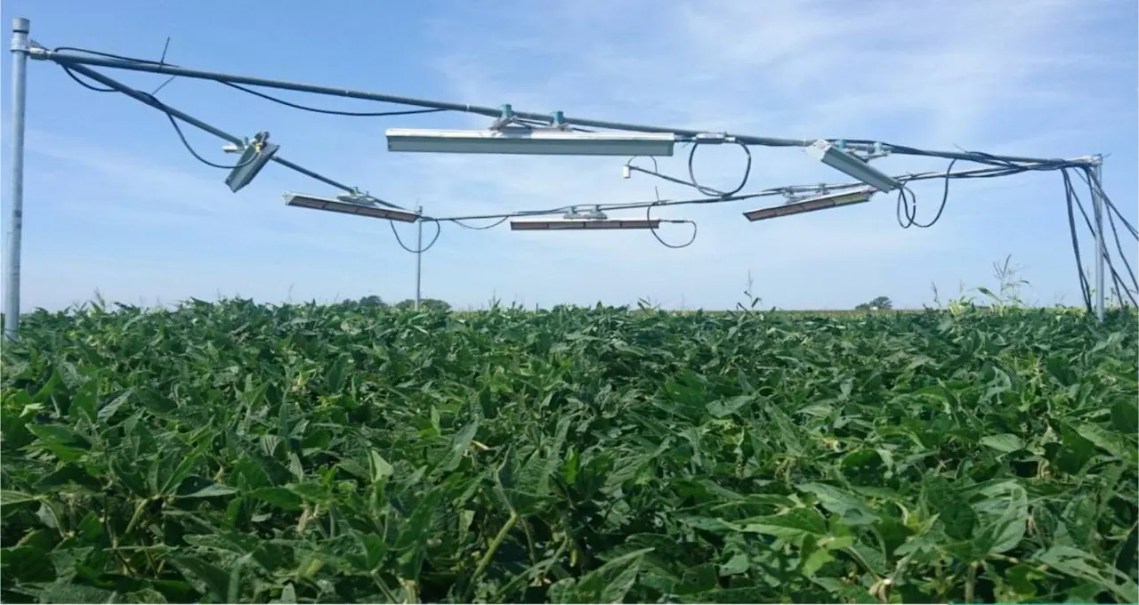 Cómo las plantas resisten al calor del cambio climático / Foto: SINC