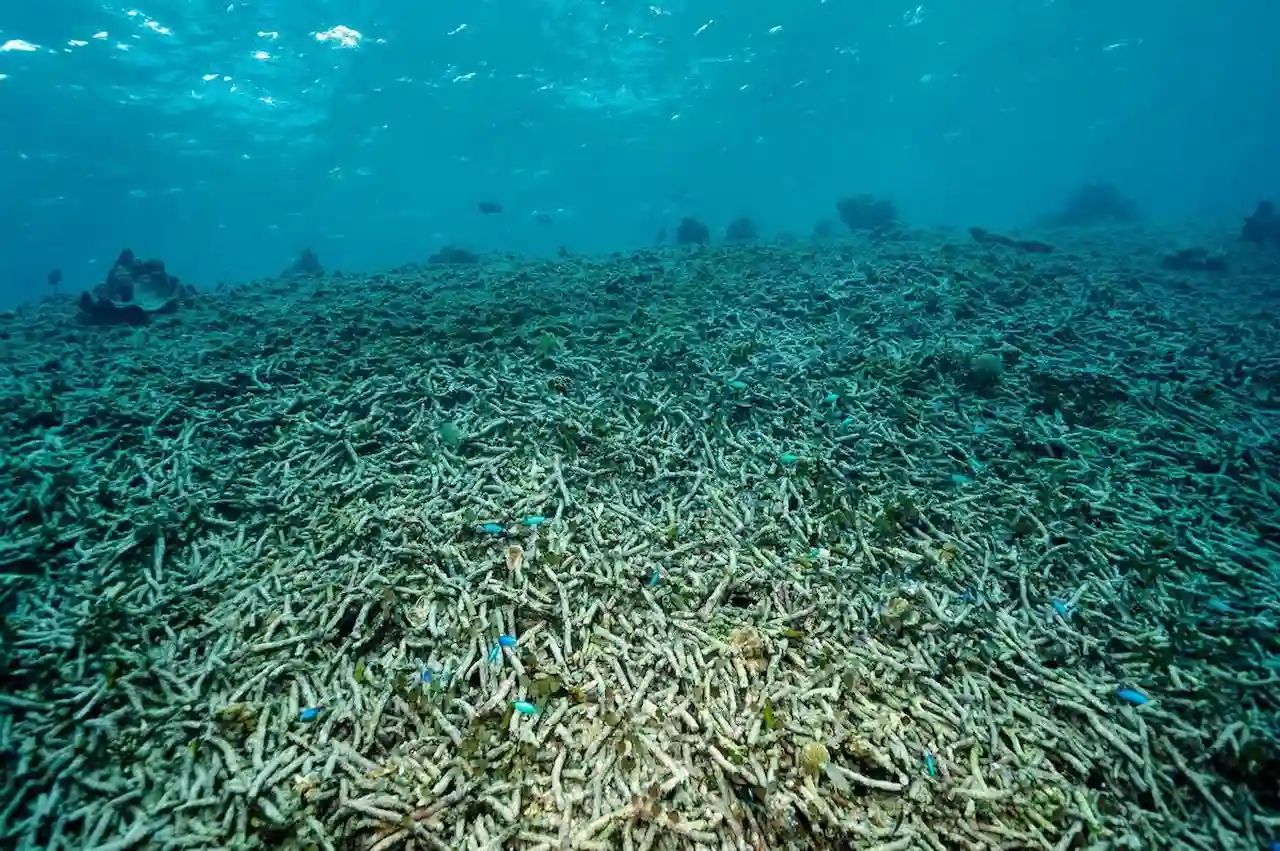 Evidencia sobre la gravedad de la acidificación de los océanos / Foto: Plymouth Marine Laboratory
