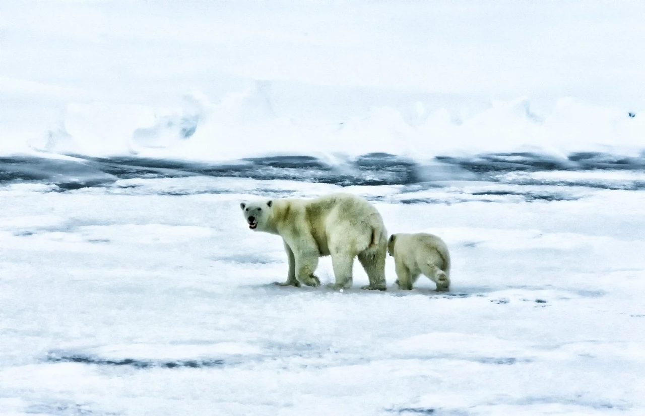 El mercurio (Hg) es un problema ambiental para la fauna en el Ártico / Foto: PB