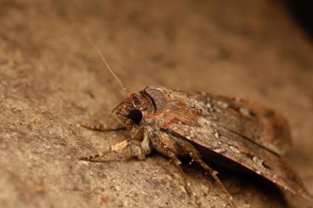 La polilla australiana se orienta por las estrellas / Foto: Macquarie University, Australia