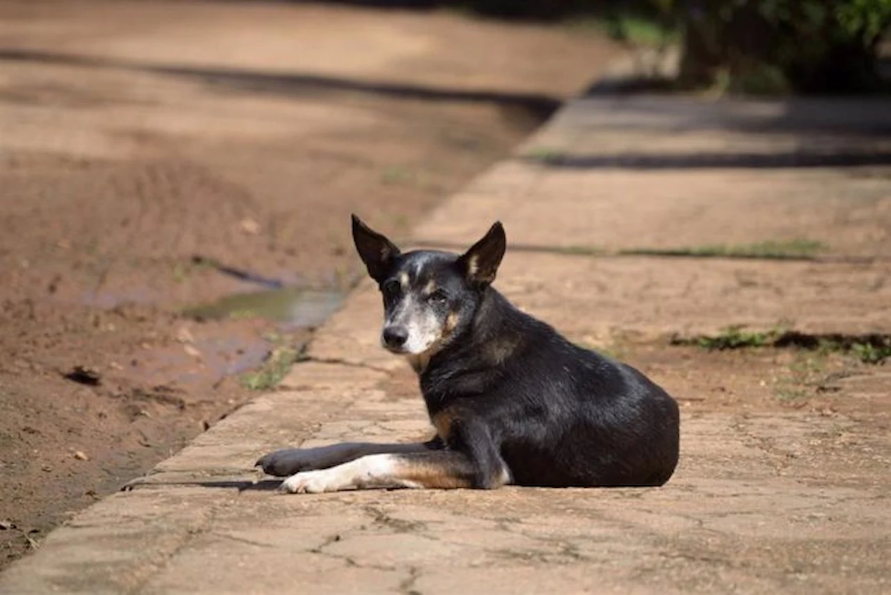 'Él nunca lo haría'.  Más de 173.000 perros y más de 118.000 gatos abandonados en 2024 / Foto: Fundación Affinity