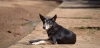 'Él nunca lo haría'.  Más de 173.000 perros y más de 118.000 gatos abandonados en 2024 / Foto: Fundación Affinity