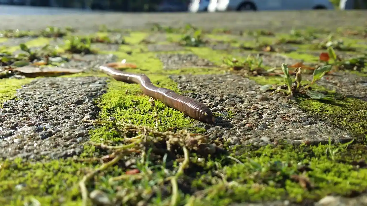 El mecanismo evolutivo de las lombrices de tierra desafia a Darwin / Foto: SINC