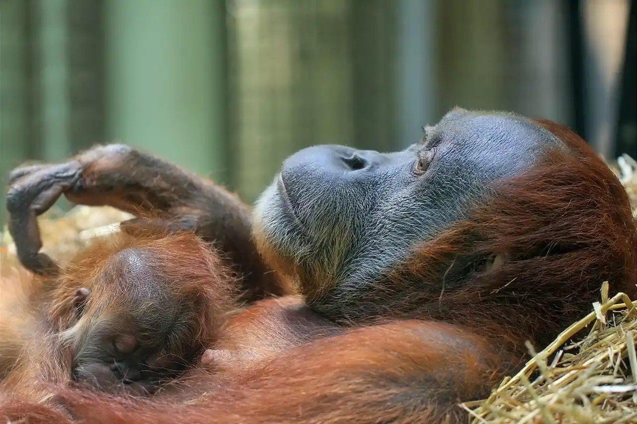Los orangutanes salvajes para recuperar el sueño perdido, hacen la siesta / Foto: PB