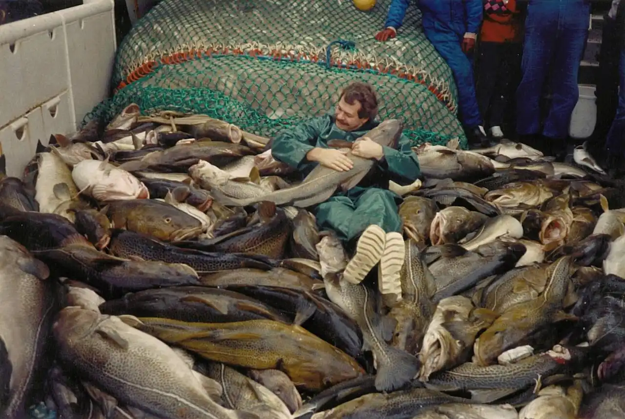 Hace unas décadas, el bacalao del Báltico alcanzaba longitudes de más de un metro / Foto: Jesper Bay-Instituto Danés de Investigación Pesquera y Marina, marzo de 1987