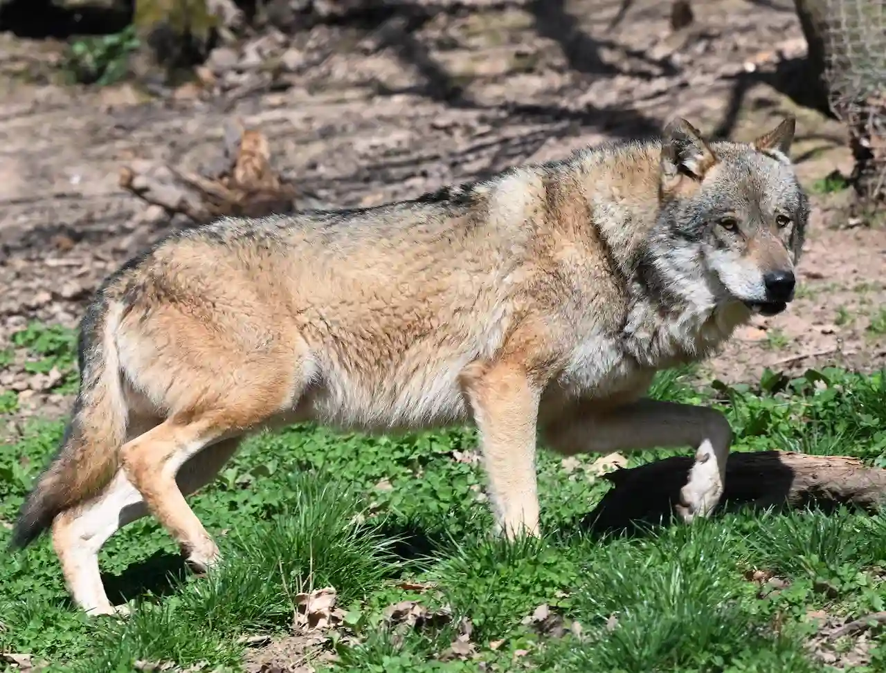 El lobo sigue en estado "desfavorable" en España / Foto: EP