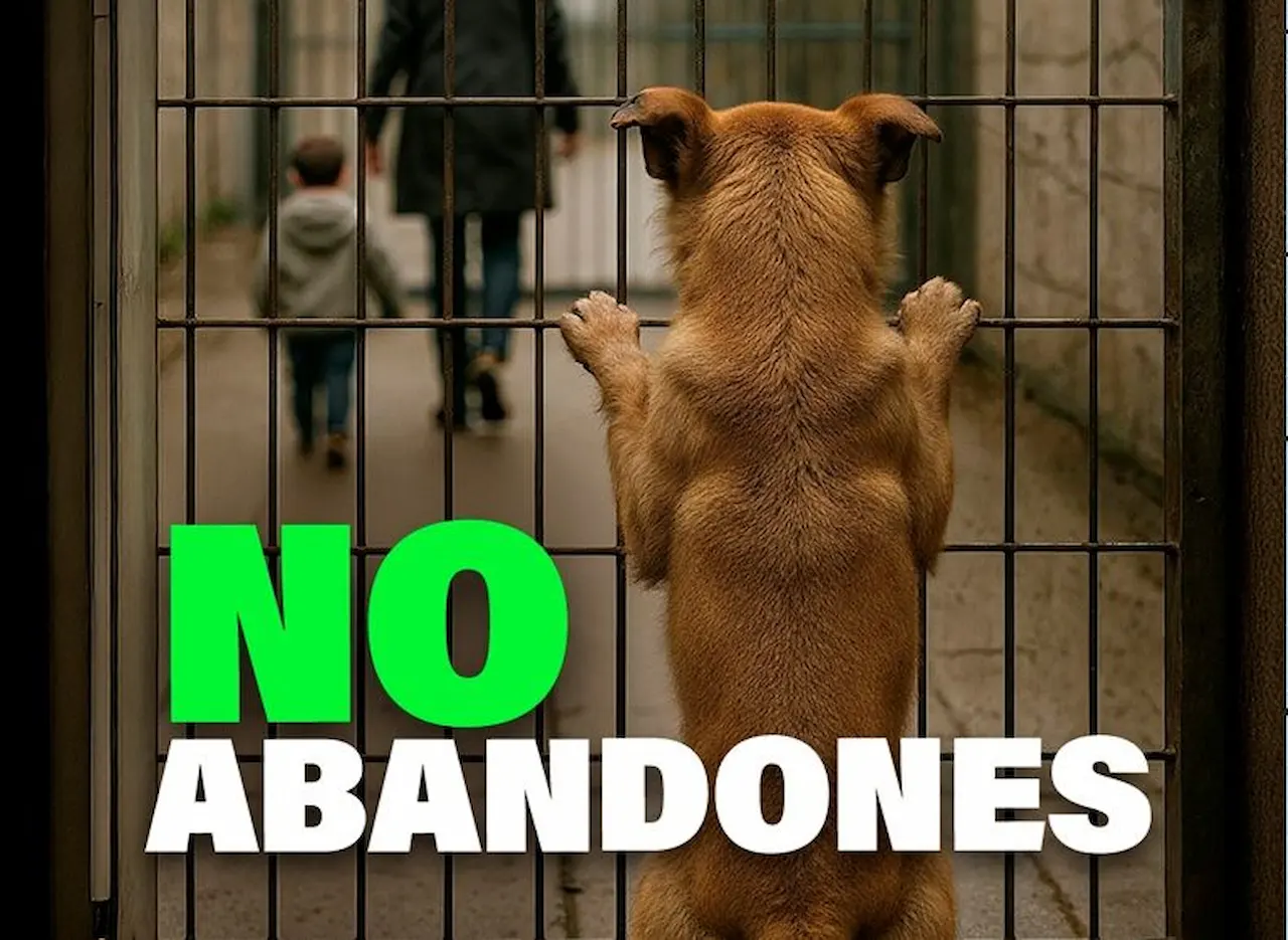 'No me abandones', campaña de PACMA de este verano / Foto: PACMA