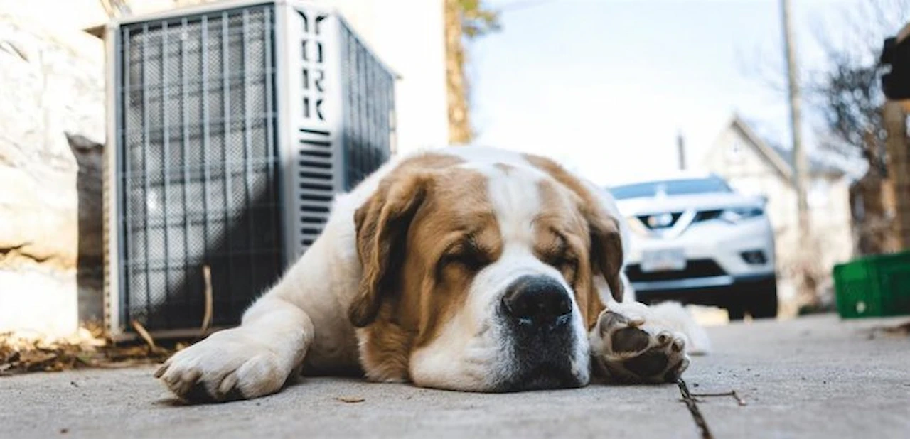 1.900 atropellos de perros en verano / Foto: RSCE