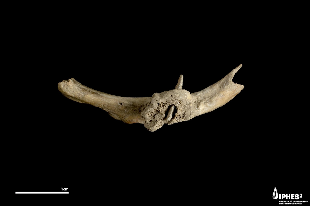 Flecha incrustada en una costilla humana de hace más de 4.000 años / Foto: Iphes-Cerca
