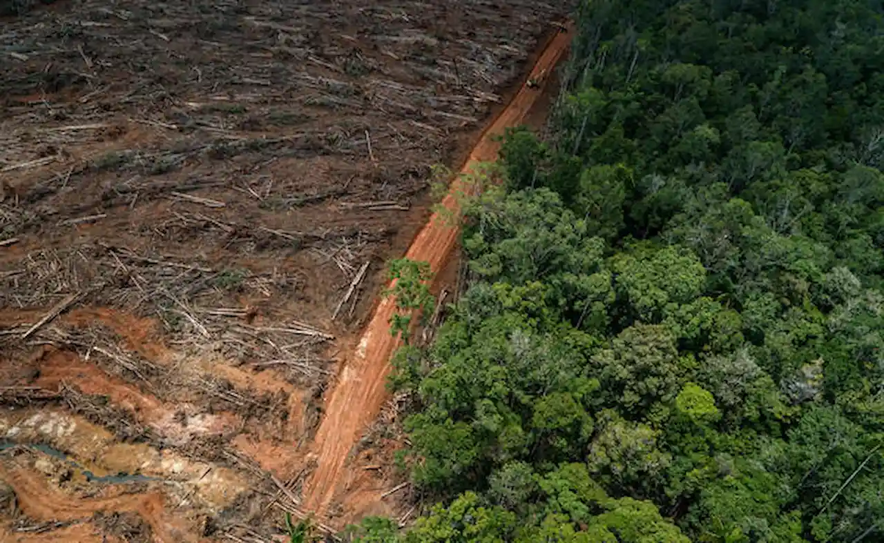 PP europeo pide a Bruselas relajar y retrasar la ley de deforestación europea / Foto: Greenpeace