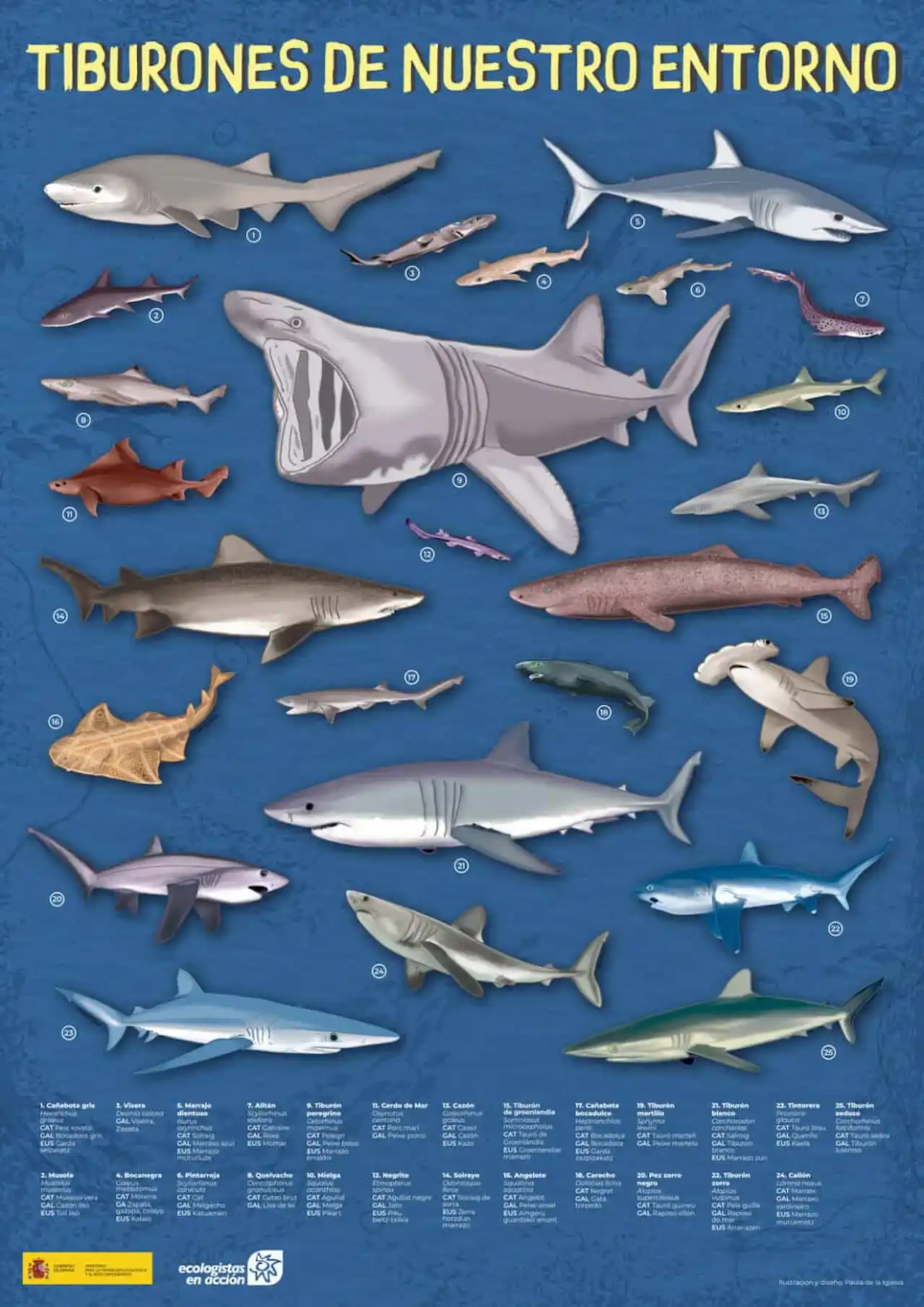 Póster 'Tiburones de nuestro entorno' / Imagen: Ecologistas en Acción