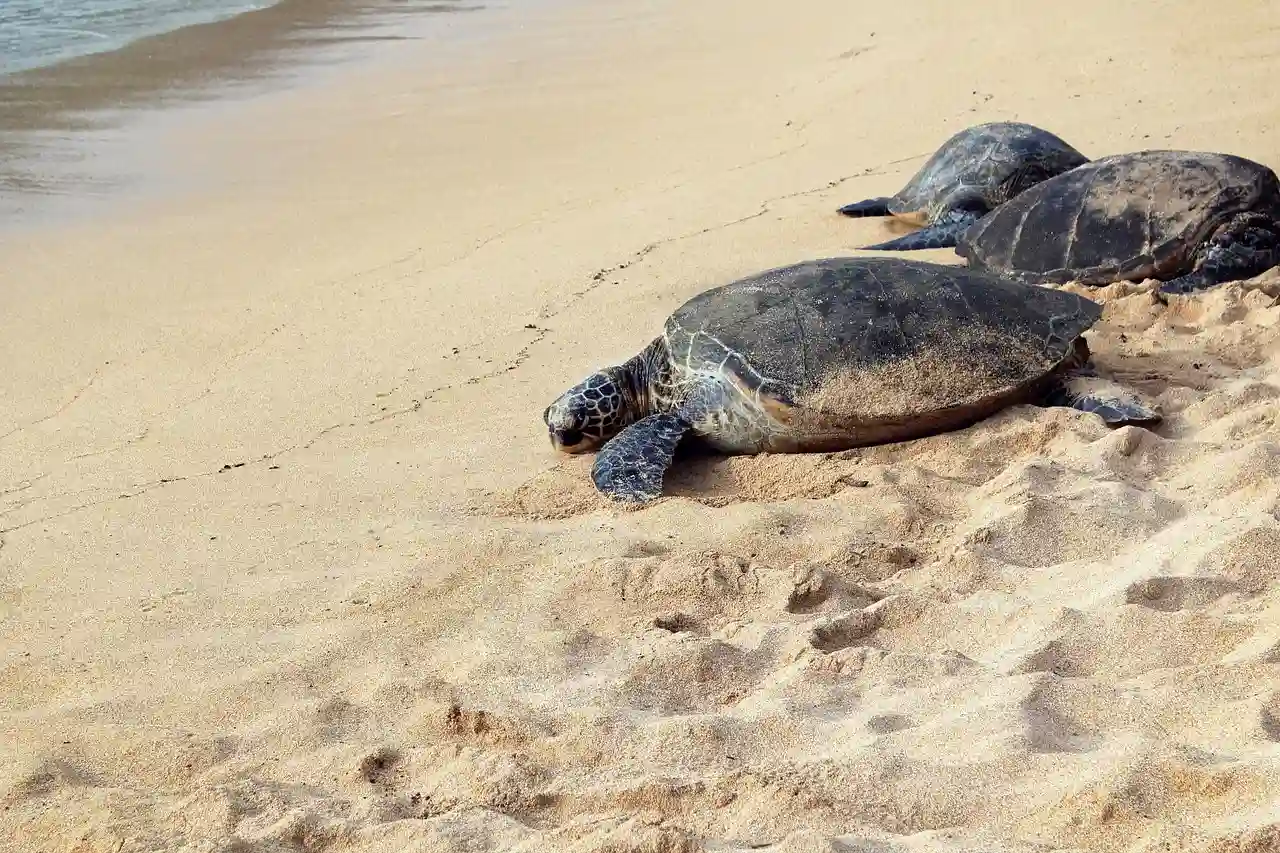 Microplásticos en las playas de anidación de tortugas / Foto: PB