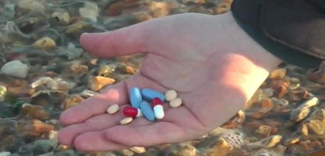 Fármacos como el Prozac afectan a la fertilidad de los animales acuáticos / Foto: UoP