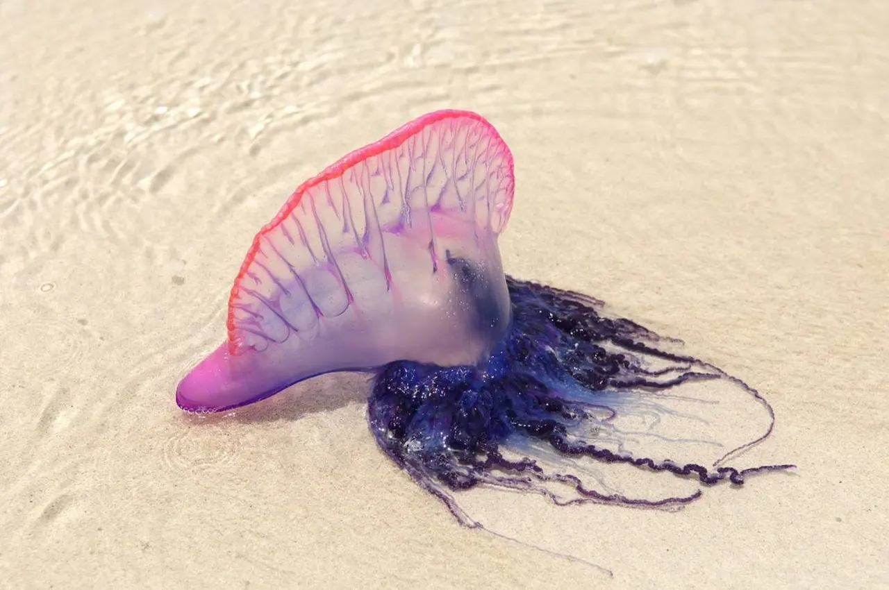 La carabela portuguesa no es una medusa / Foto: SINC