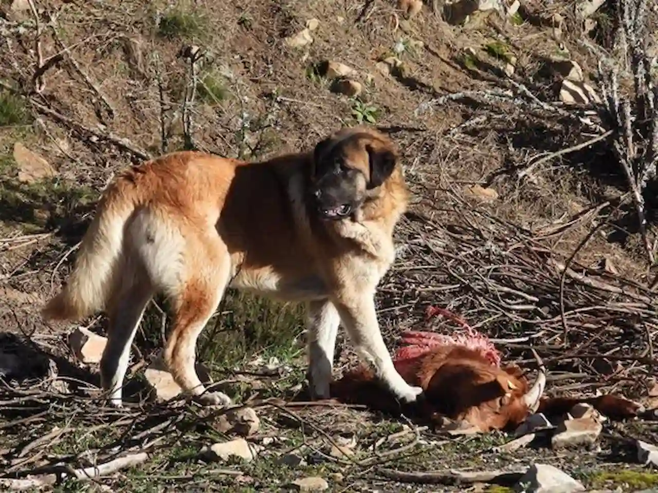 Un mastín comiendo restos de una cabra / Foto: FAPAS