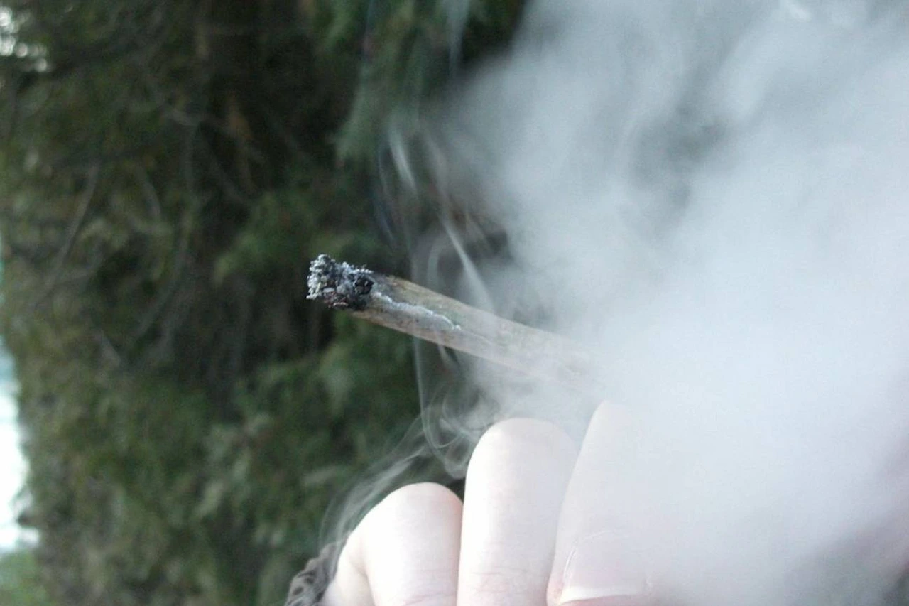 El cannabis. Las plantaciones de ‘sinsemilla’ aumentan la cantidad de THC / Foto: Wikimedia Commons