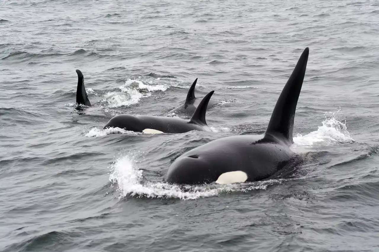 Nuevos incidentes con orcas en Euskadi, recomiendan navegar cerca de la costa / Foto: UP