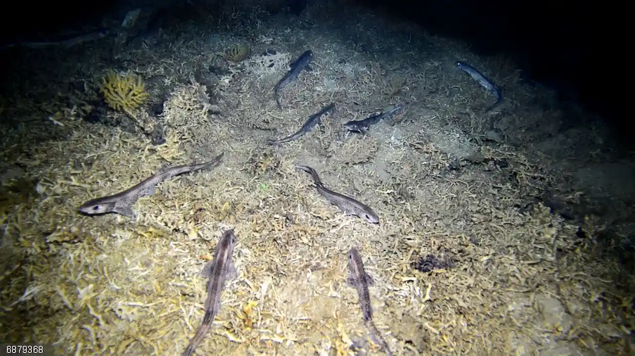 Contamianción por mercurio en los tiburones del Mar Mediterráneo / Foto: IEO-CSIC