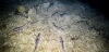 Contamianción por mercurio en los tiburones del Mar Mediterráneo / Foto: IEO-CSIC