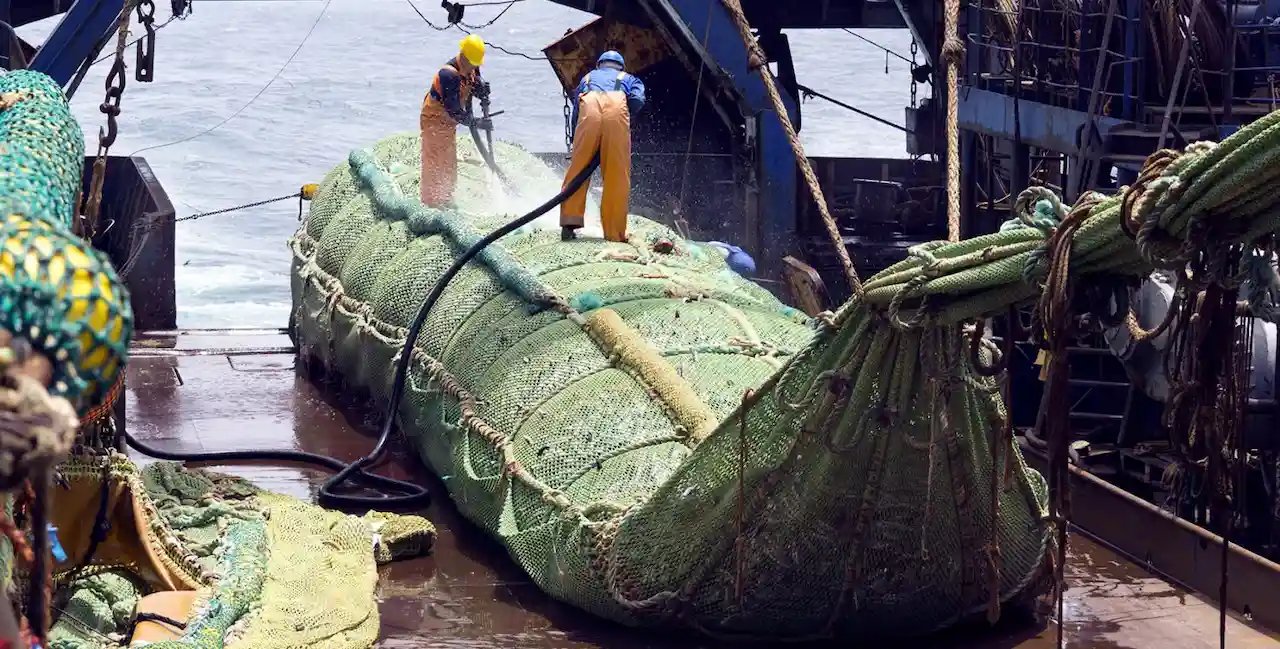 ¿Sienten dolor los peces? / Foto: IgualdadAnimal