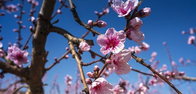 Cada una de las pequeñas flores rosadas, polinizada por el viento o las abejas, da lugar a un fruto / Foto: Josep Cano