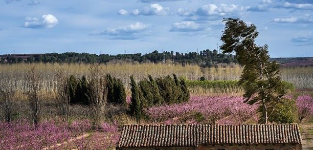 El viento azota un campo de frutales a orillas del río Segre en Aitona (Lleida) / Foto: Josep Cano